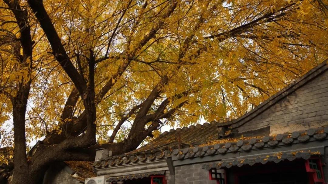 The East Hotel-Very Close To The Drum Tower,The Lama Temple,Houhai Bar Street,And The Forbidden City,There Are Many Old Beijing Traditional Hutongs Around The Hotel ,Experience The Culture Of Old Beijing Hutongs,Near Exit A Of Shichahai On Metro Line Eksteriør billede
